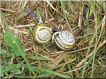 NT0535 : Banded Snails enjoying the damp by M J Richardson