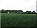 Wheat field south of the former Wheatsheaf