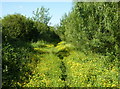 Footpath through the buttercups