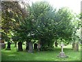 Churchyard tree