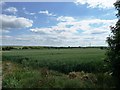 Wheat field off Church Lane