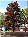 Beech tree outside the Beeston Free Church