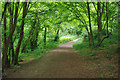 Path through the woods