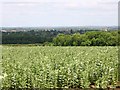 View ENE from footpath to Shottery from Drayton