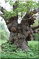 Brilliant Oak at Staverton Park - The Tree hunter