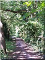 Path beside stream at Testwood