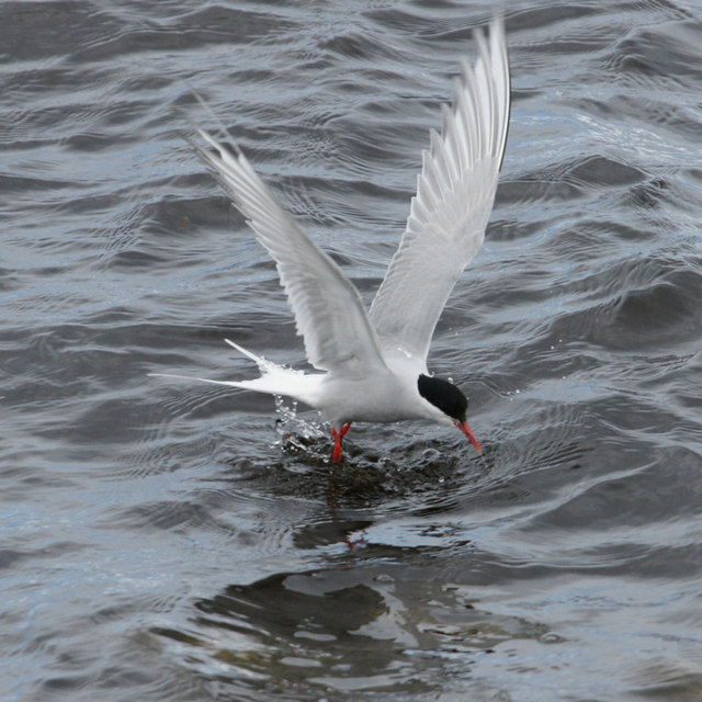 ハンティングベスト GREAT BRITAIN Tern 【美品】 www