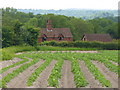 Potato Crop, Binsted