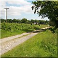 The Gwynfryn Driveway