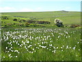 Cotton grass (Eriophorum angustifolium)