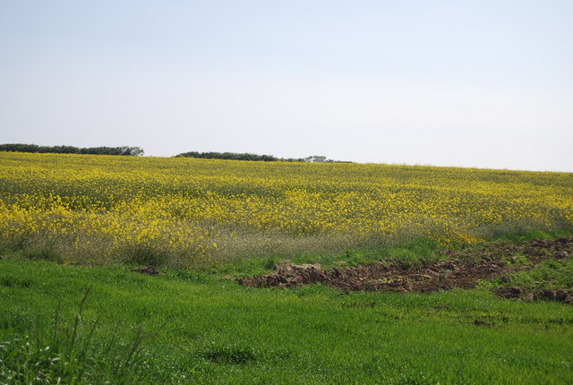 Rapeseed by Cliff Lane