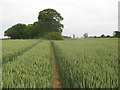 Footpath towards Barrack Farm access road