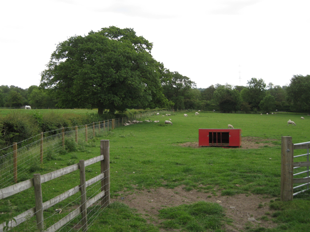 Sheep and a horse, Brome Hall Farm