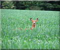 Roe deer in wheat crop south of Didlington