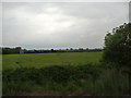 Sedgemoor : Grassy Field & Bushes