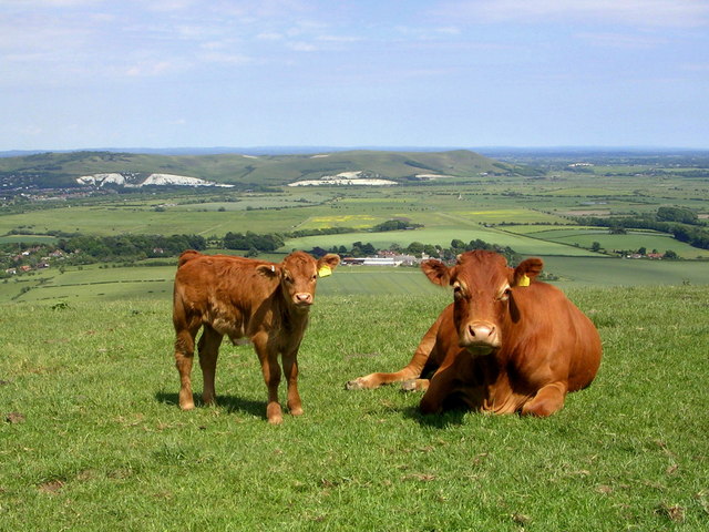 Cow and calf on the Downs