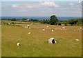 Sheep pastures at Garth Dorwen