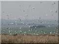 NY7460 : Black headed gulls on Plenmeller Common by Mike Quinn