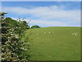 Grazing land near Langlee