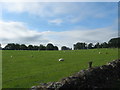 Sheep grazing near Wester Fodderlee