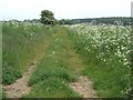 Overgrown track