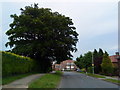 Large tree on Inham Road, Chilwell