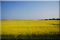 Rapeseed crop near Muston Cottage Farm