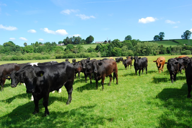Group of stots grazing beside Afon Dyfrdwy