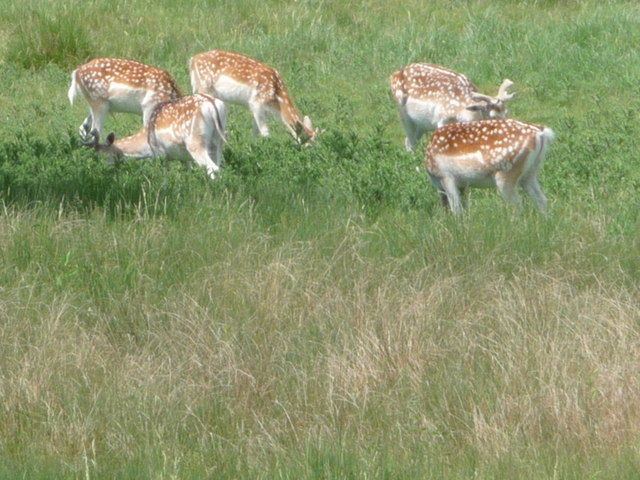 Stock Gaylard: Five Deer © Chris Downer :: Geograph Britain And Ireland