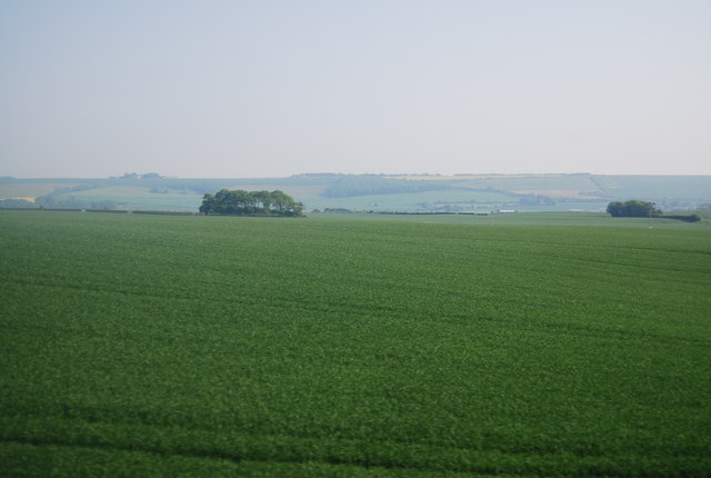 A very large wheat field near Lebberston