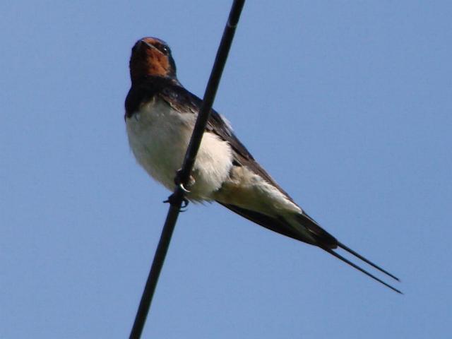 Swallow © Adrian S Pye :: Geograph Britain and Ireland