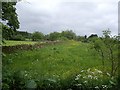 A meadow in June