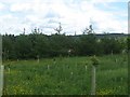 New plantation near Westerhouse Farm