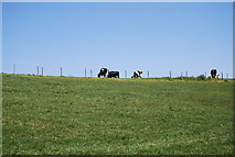 NZ9404 : Cattle grazing near Robin Hood's Bay by N Chadwick