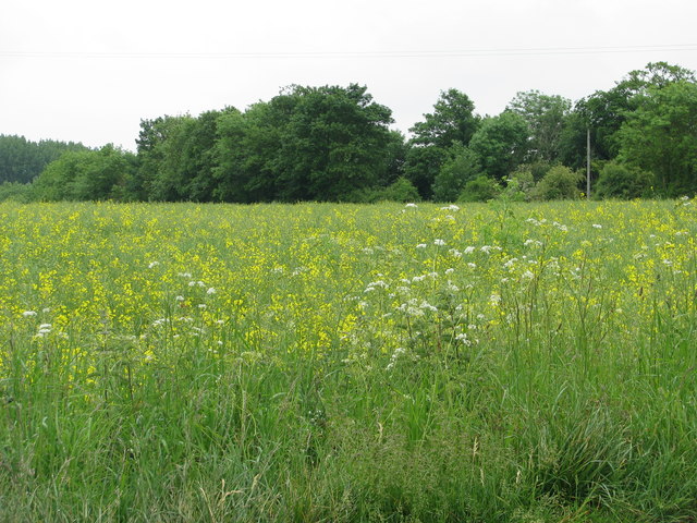 Field near Noke