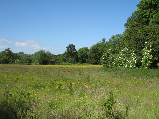 Meadow near Home Farm