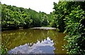 Pond near Uncllys Farm, Wyre Forest (2)