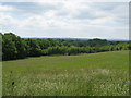 Hillside view to Manorhill Copse and across the Low Weald