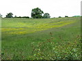 Fields adjoining Mill Lane