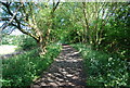 Old railway in Cock Mill Wood