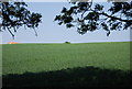 Large wheat field on the edge of Whitby