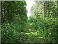 Footpath NW in Tugley Wood