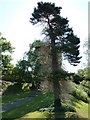 Pine Tree, Belle Isle Park, Exeter