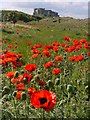 Poppies by Links Road, Bamburgh