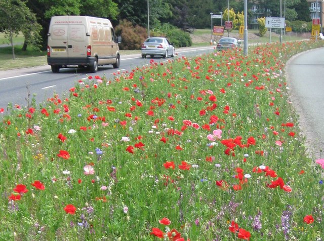 Splash of colour at Moulsecoomb