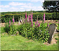 Foxgloves (Digitalis purpurea) in St Michael