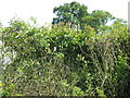 Goldfinch in Plaistow Road hedgerow