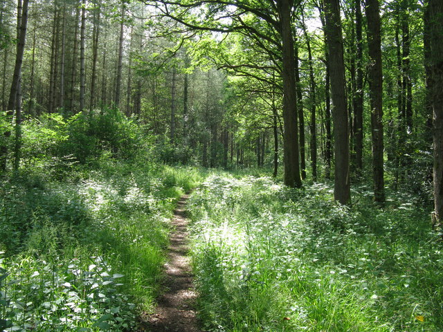 Bridleway in Lower Lagfold Copse