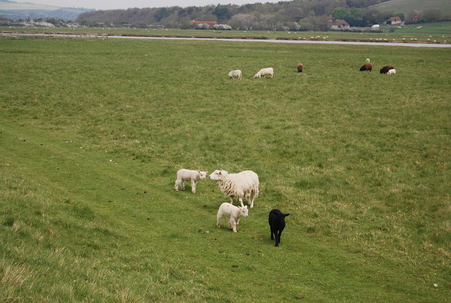 Sheep, Seven Sisters Country Park