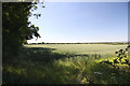 Wheat field opposite Hadrian Stud